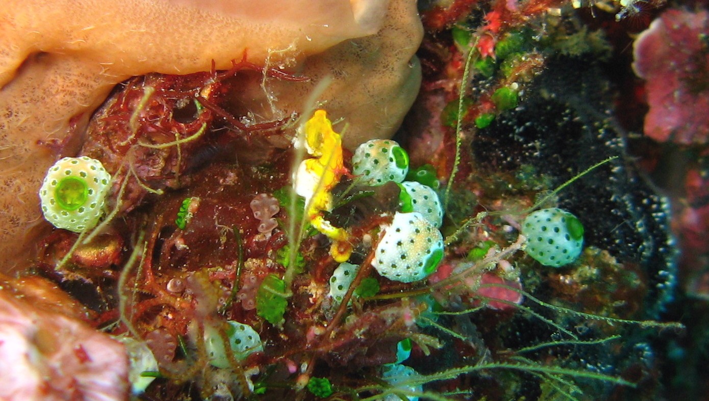 Sulawesi_2283a