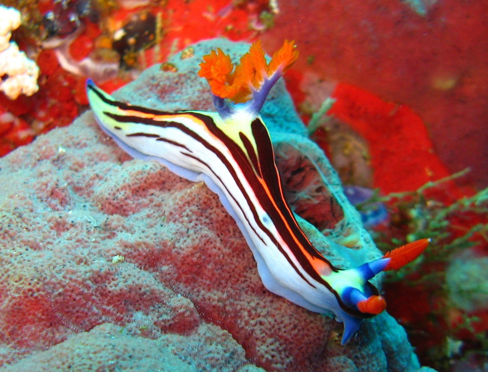 Sulawesi_2327a