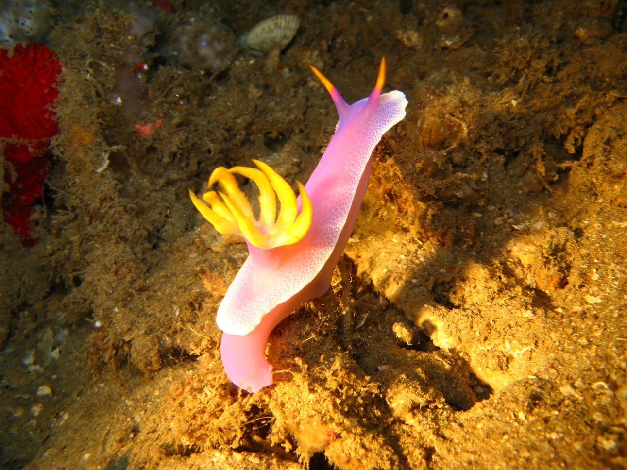 Sulawesi_3043