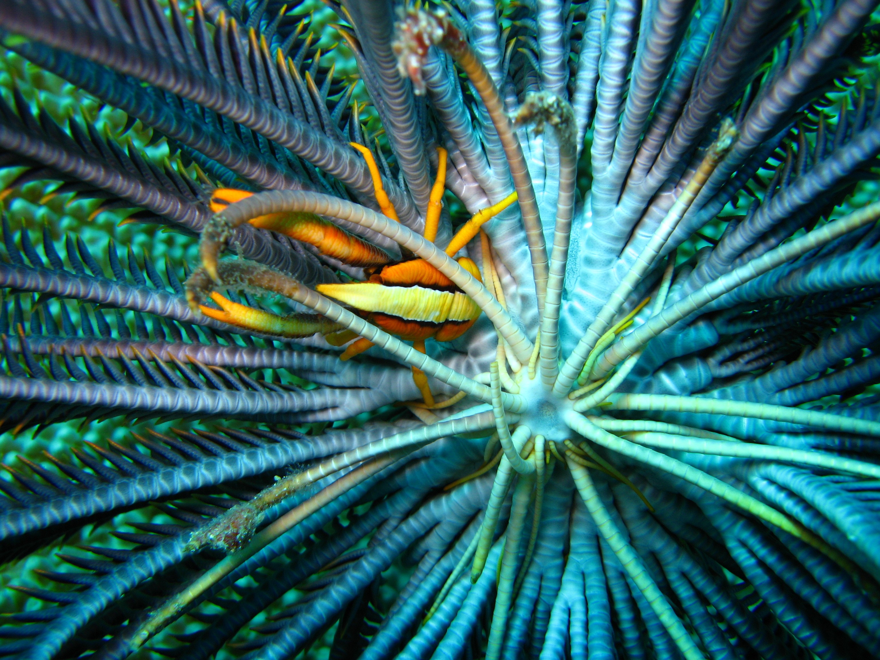 Sulawesi_3138