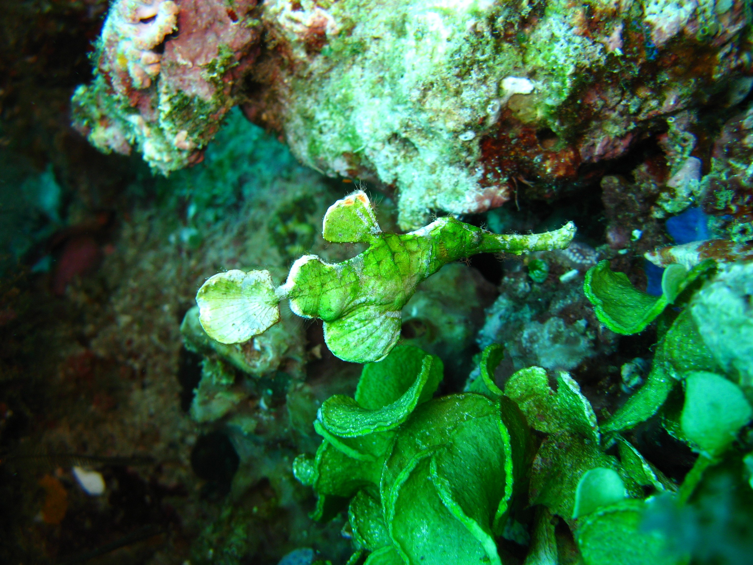 Sulawesi_3184
