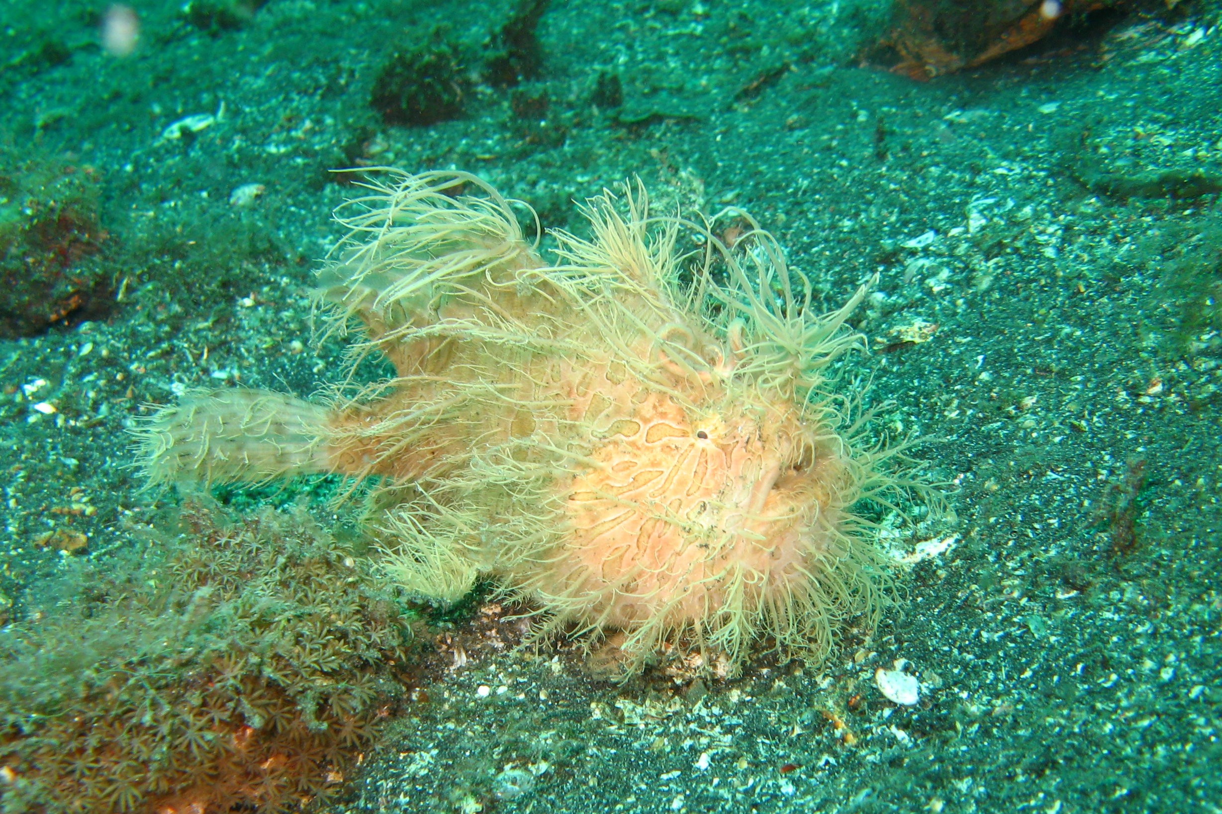 Sulawesi_3206a
