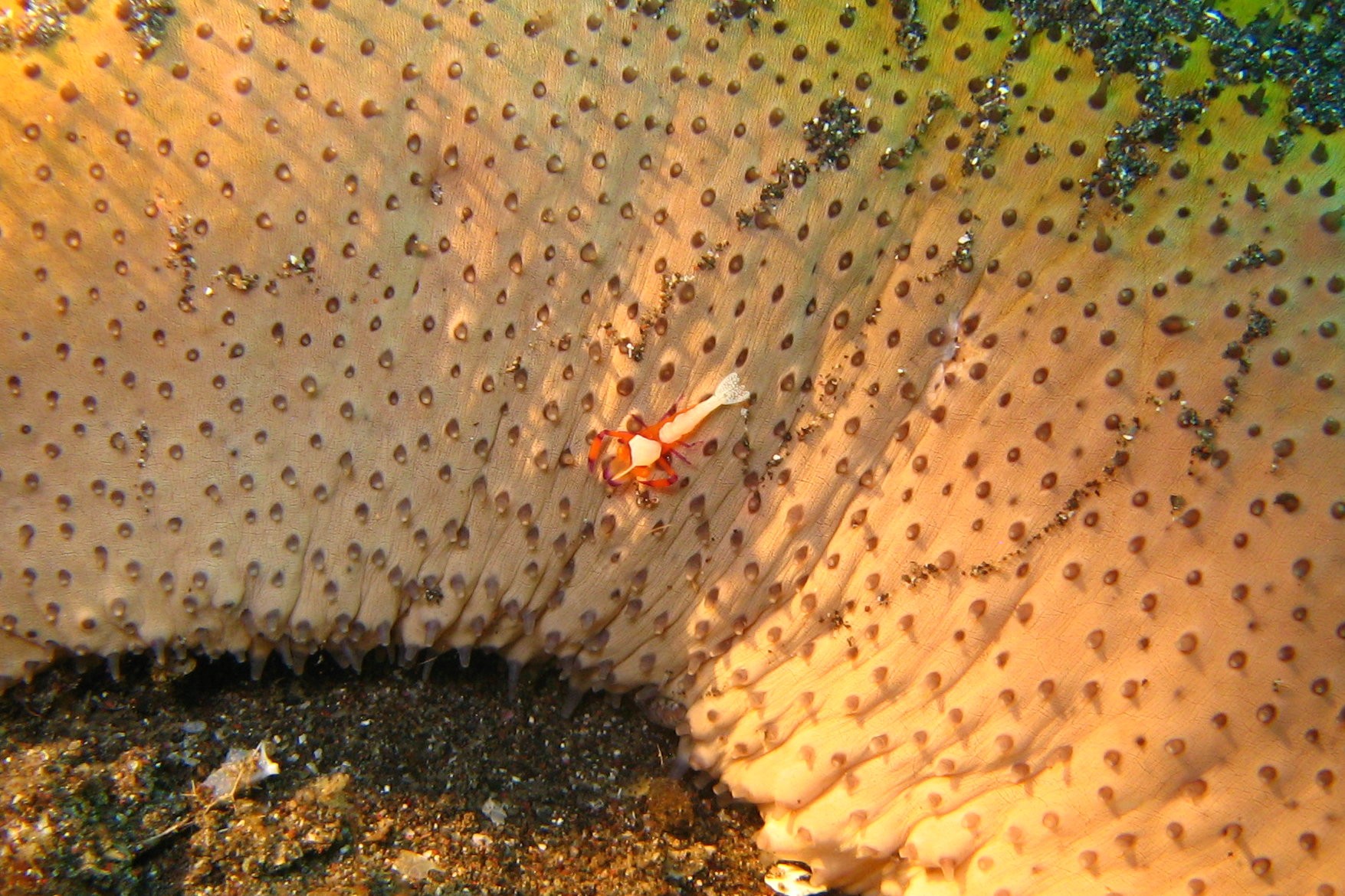 Sulawesi_3311a