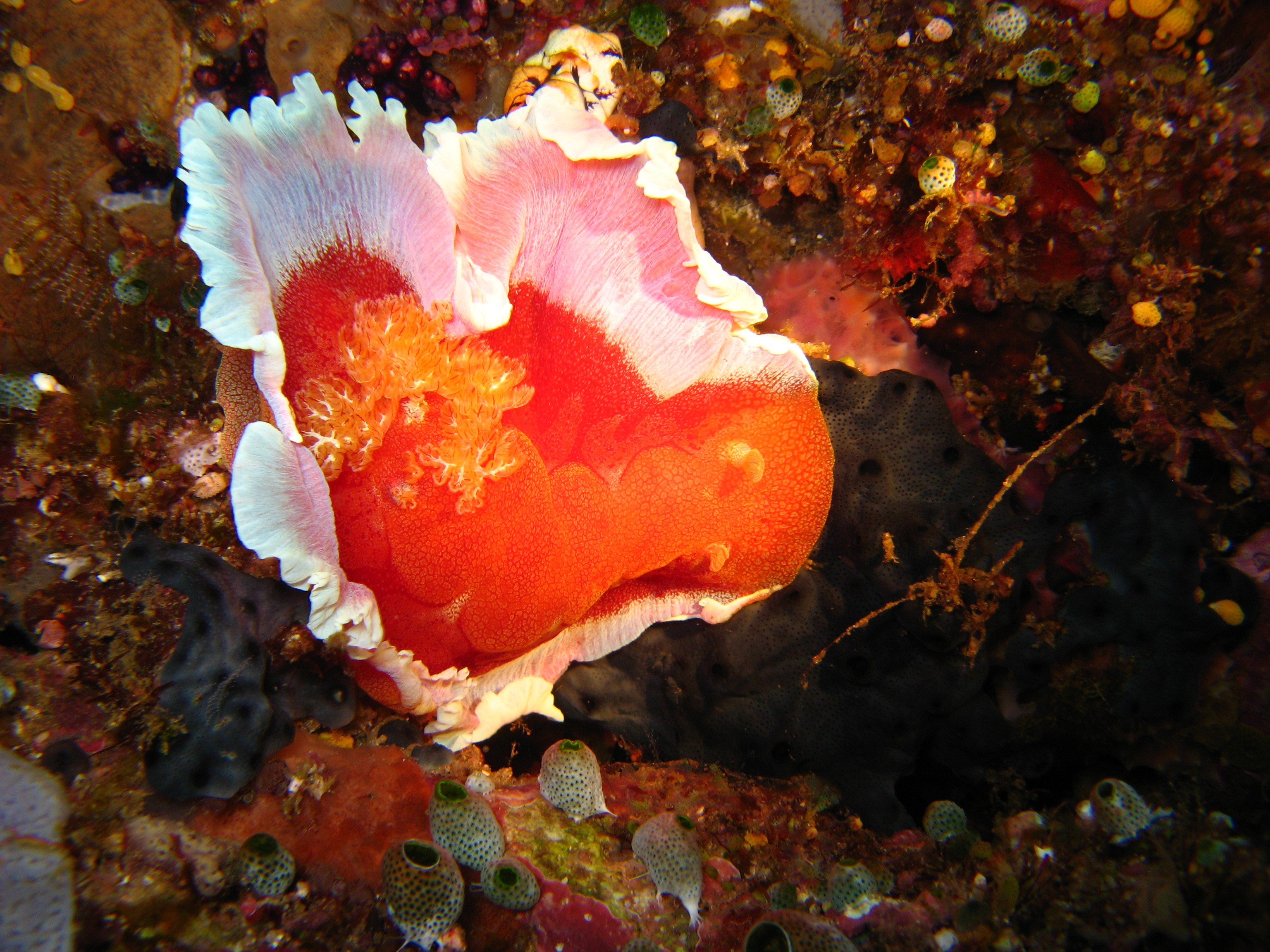 Sulawesi_4_011