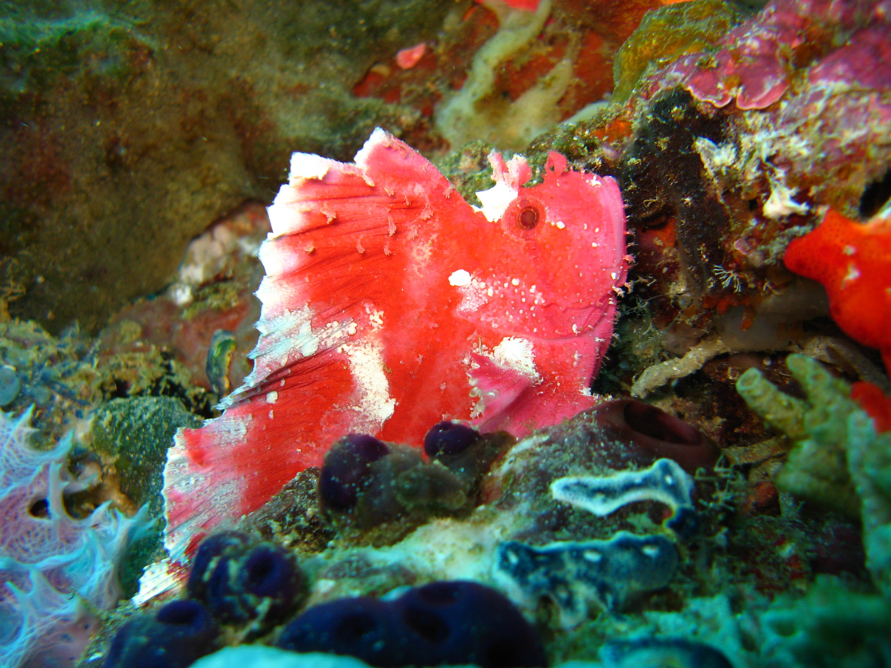 Sulawesi_4_446