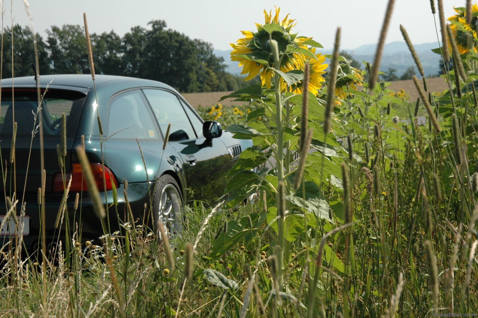 Sunflowers 2007