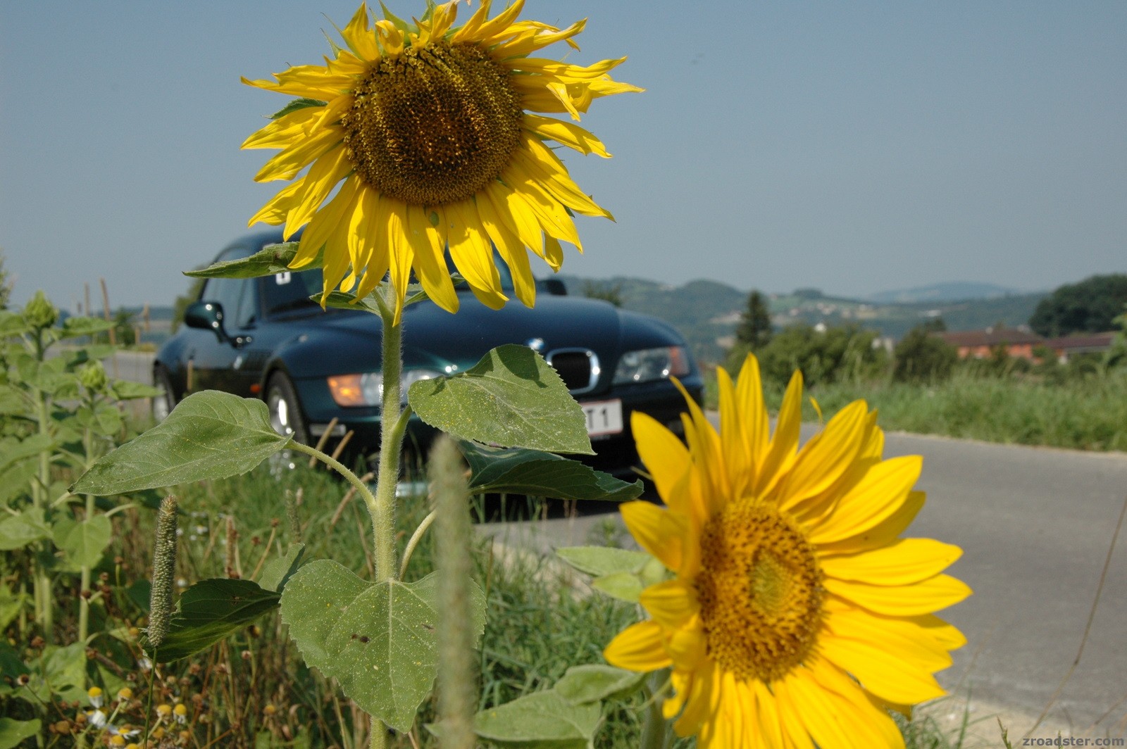 Sunflowers 2007
