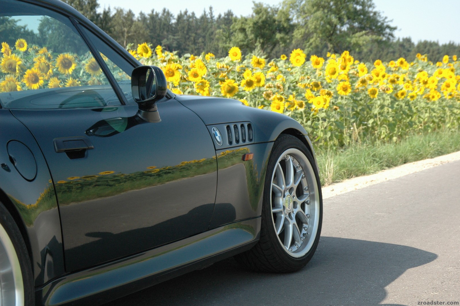 Sunflowers 2007