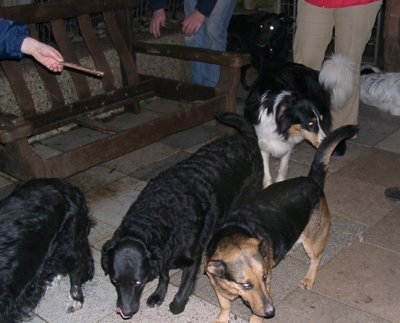 Tiere in Not 2004