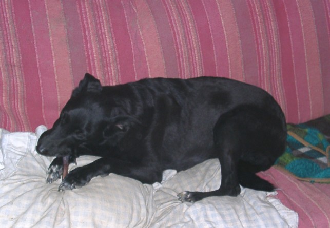 Tiere in Not 2004
