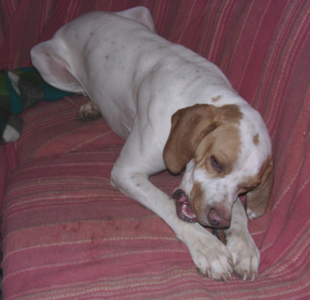 Tiere in Not 2004