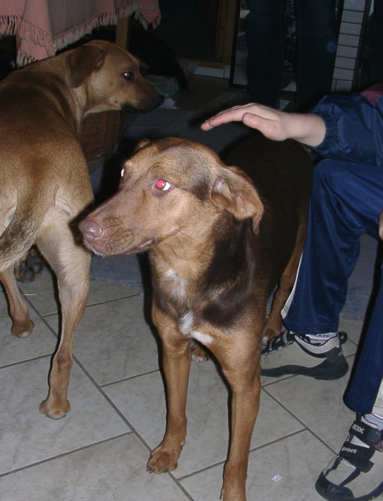 Tiere in Not 2004
