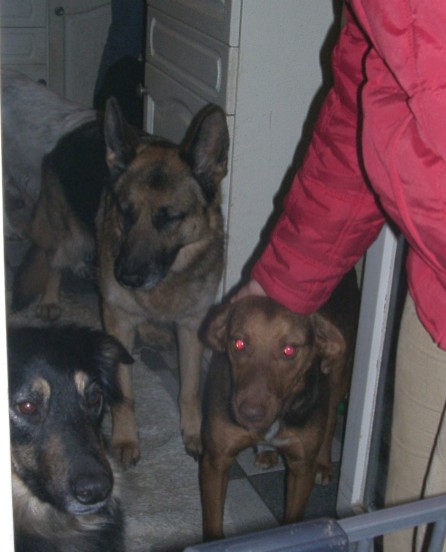 Tiere in Not 2004