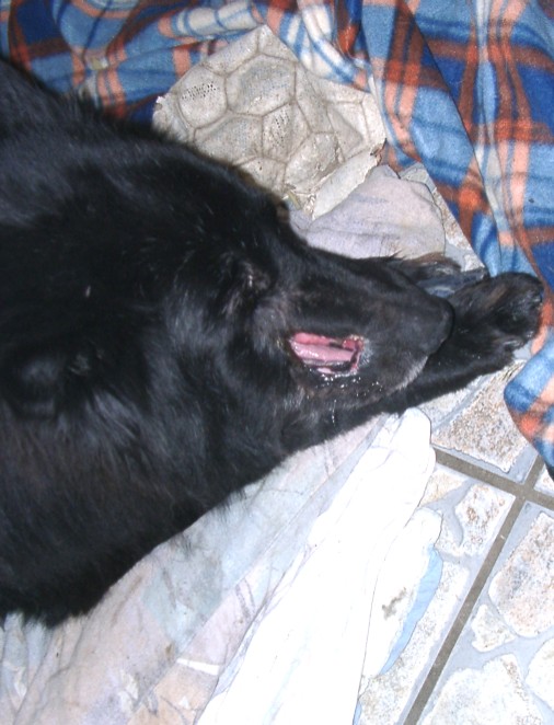 Tiere in Not 2004