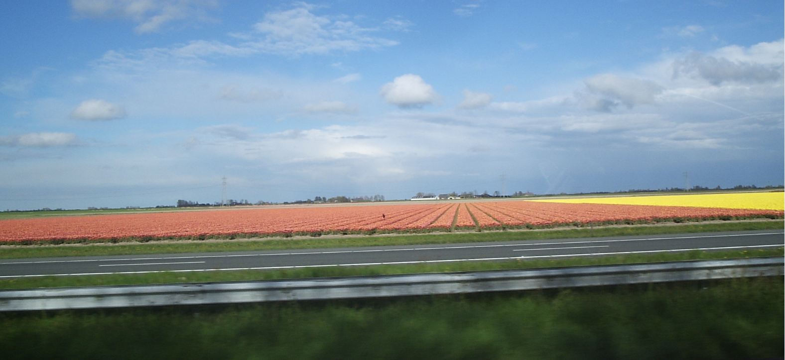 tulips