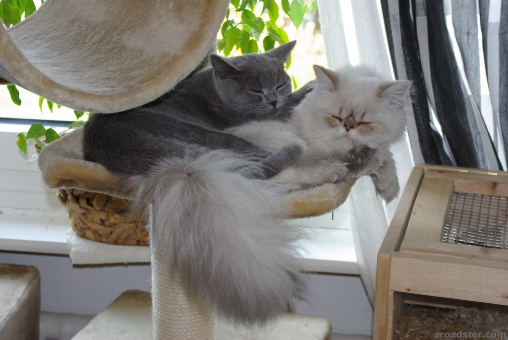 unsere beiden Kater...