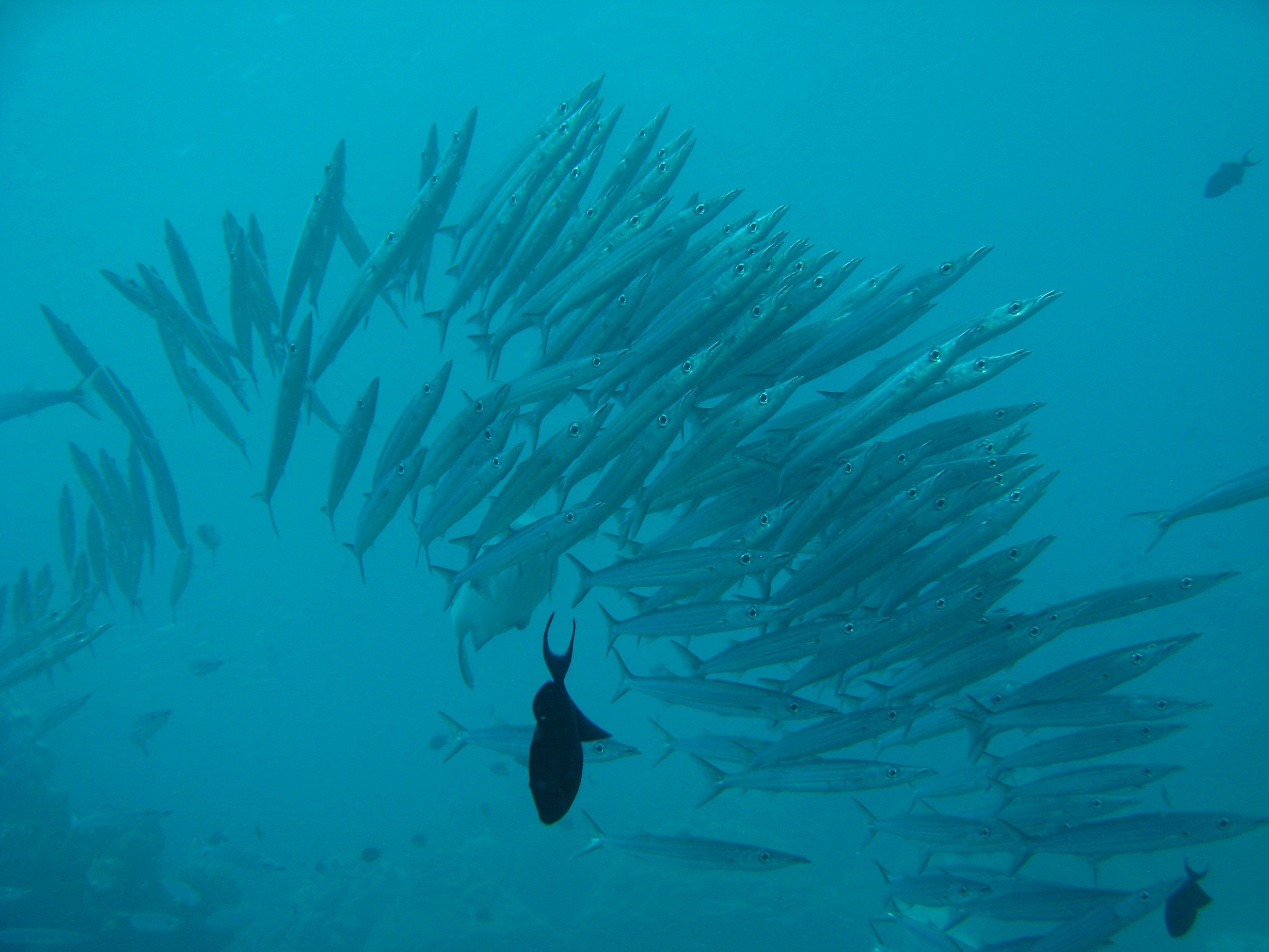 Wakatobi_3381