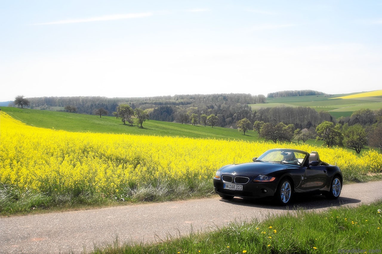 Z4 im Feld - Verträumt