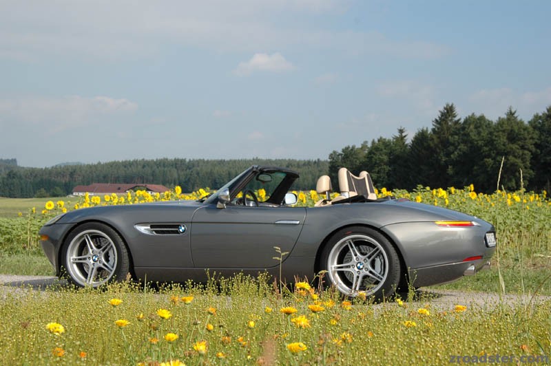 Z8 & Sonnenblumen