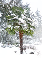 palmen_im_schnee_01TN.jpg