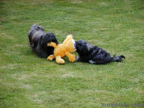 shih_tzu1.jpg