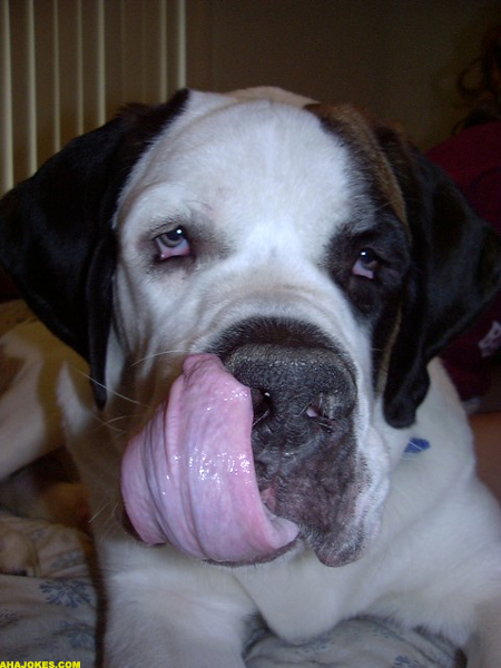 dog_kiss.jpg