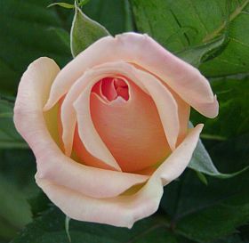 700_rosa_1.jpg