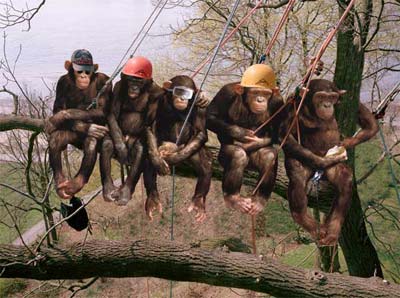 treeman_freeman_monkeys.jpg