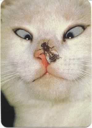 katze4.jpg