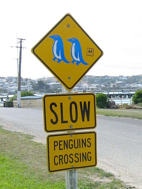 1140c-penguin-sign.jpg