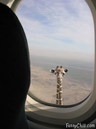 giraffe.jpg