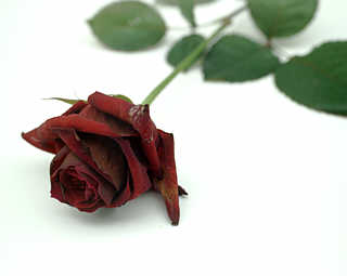 rose1.jpg