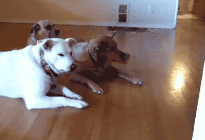 tumblr_mtbmm5dLt81qbyxr0o1_400.gif