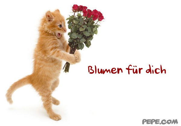 blumen_fuer_dich_6.jpg