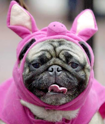 mops.jpg