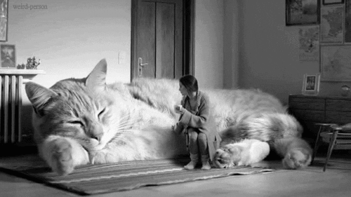 tumblr_mhr8slMsFI1s27227o1_500.gif