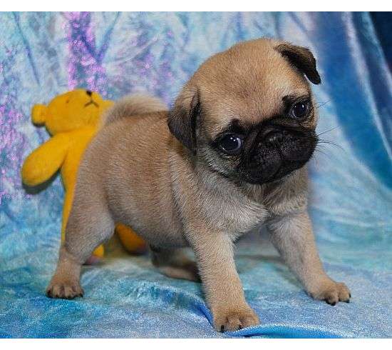 Mops_21832.jpg
