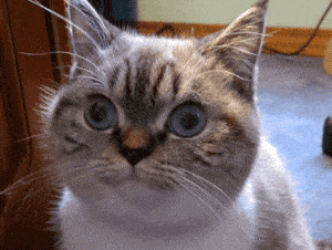 animated-gifs-240-006.gif