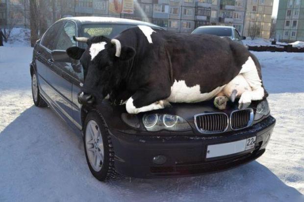 Funny-BMW-BULL-lolzzz-1716.jpg