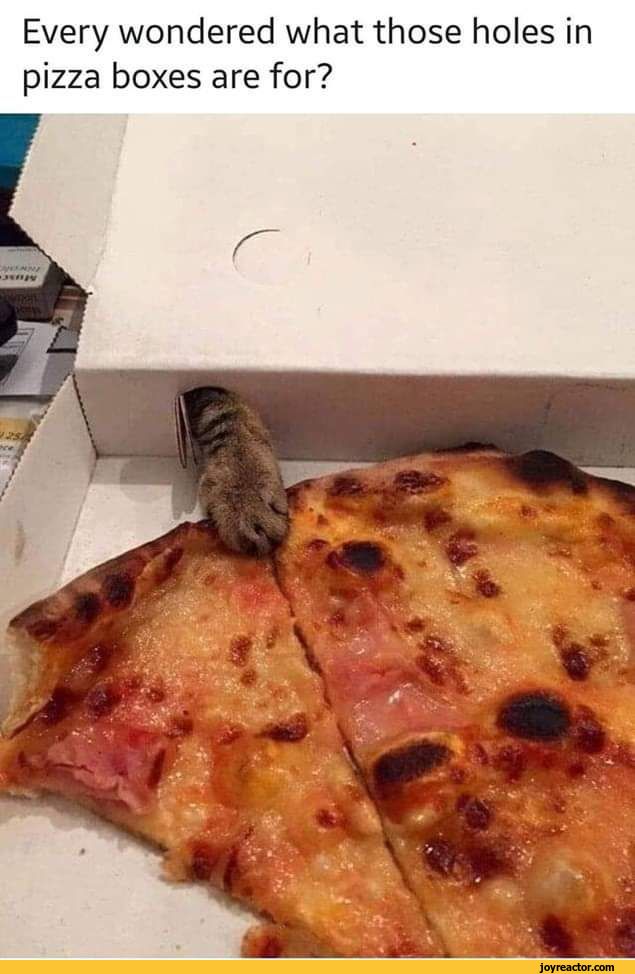 funny-pictures-pizza-food-box-5583252.jpeg