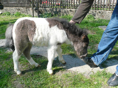 Pony1.JPG