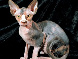 nackt-katze.jpg