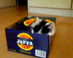 EfUqa.gif