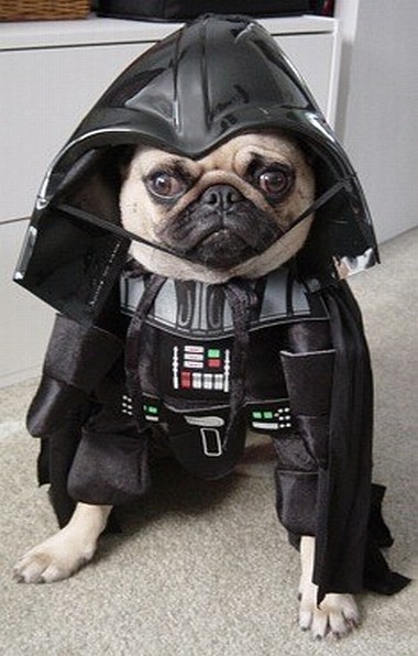 mops.jpg