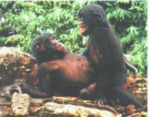 12bonobos.jpg