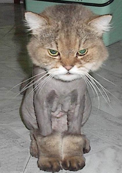 shaved_cat.jpg