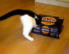 FSaUE.gif