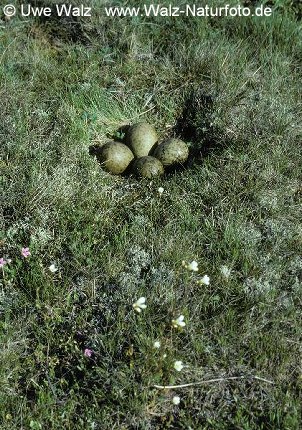 Brachvogel03.jpg