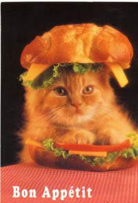 hotcat.jpg