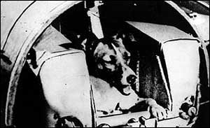 _38393381_laika300.jpg